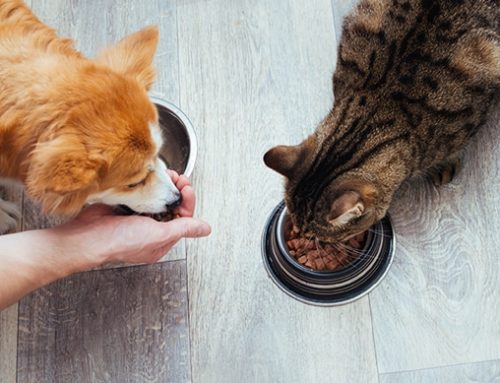 Signs of Diabetes in Dogs and Cats