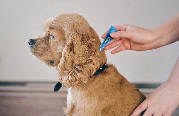 side profile of dog sitting still while a hand administered a medicinal drop treatment to neck