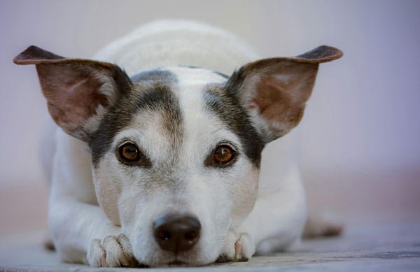 jack russell terrier looking sad starting at camera