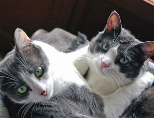 How Often Should You Take a Cat to the Vet? Checkup Schedules, Kitten Care & Vaccines